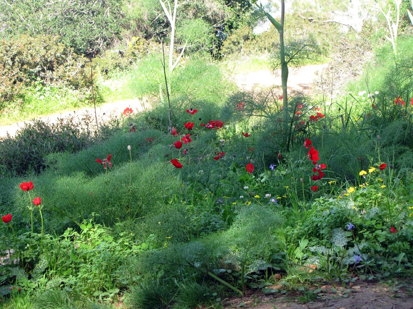 Горы Гильбоа, image of landscape/habitat.