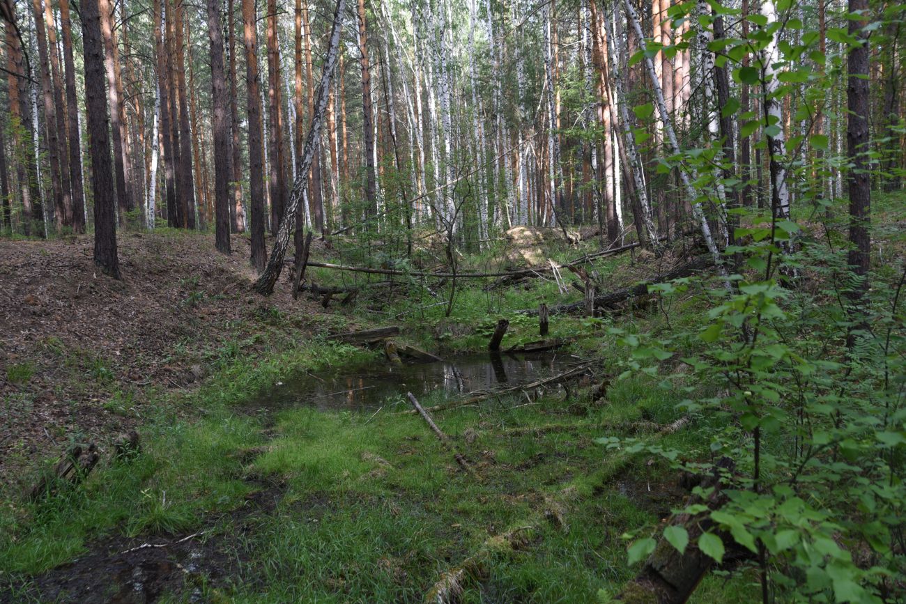 Окрестности Динамитного завода, image of landscape/habitat.
