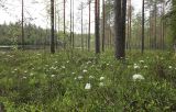 Изображение ландшафта