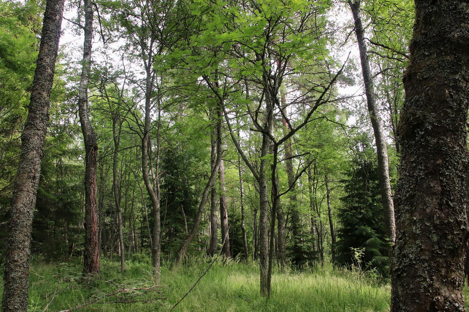 Импилахти, image of landscape/habitat.