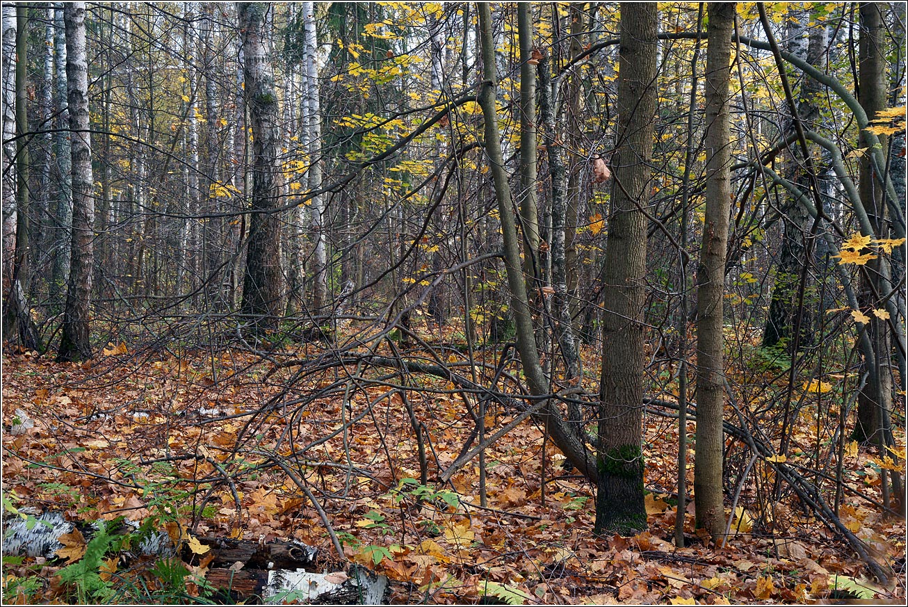 Окрестности Хрипани, image of landscape/habitat.