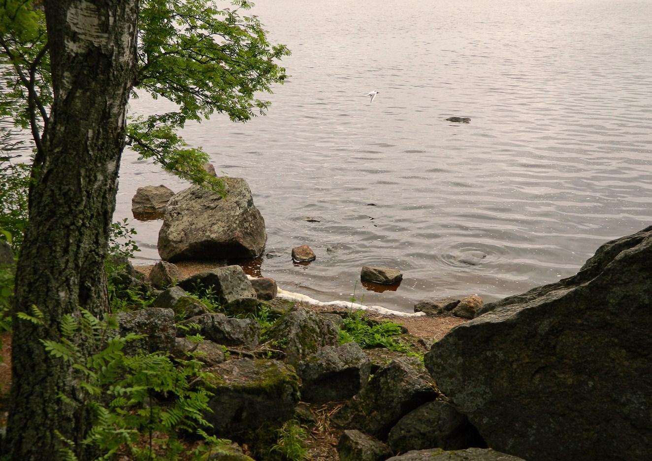 Парк Монрепо, image of landscape/habitat.