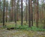 Image of landscape