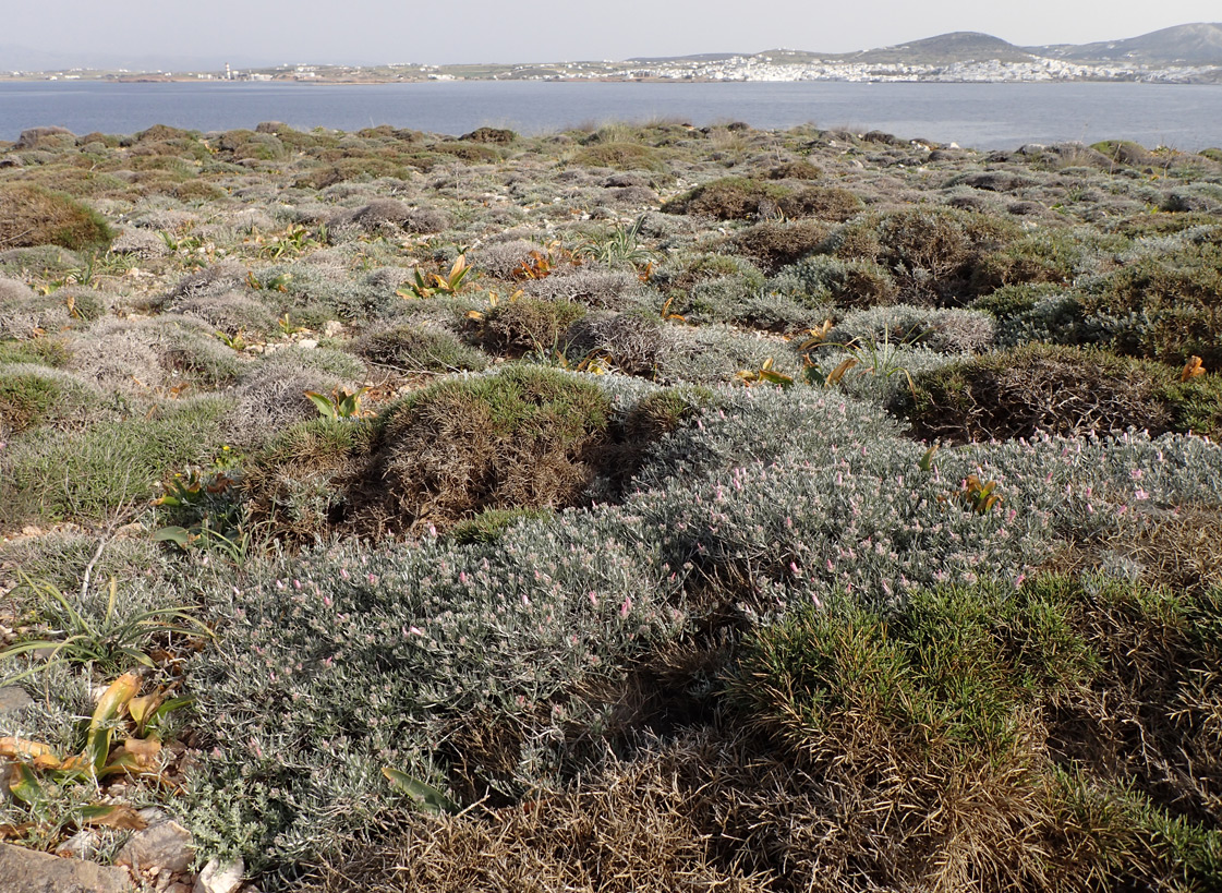 Остров Парос, image of landscape/habitat.