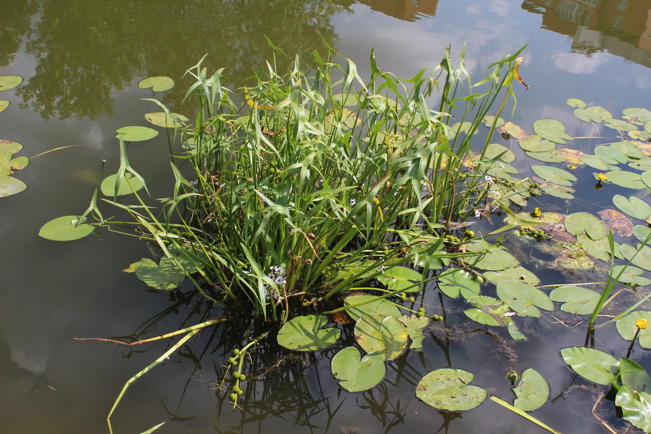 Минск, image of landscape/habitat.