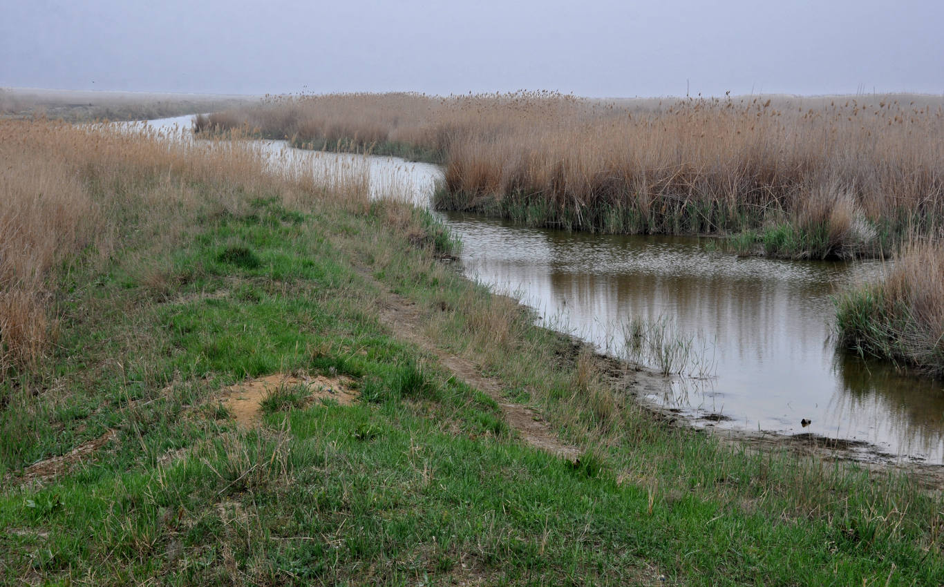 Низовья реки Кума, image of landscape/habitat.