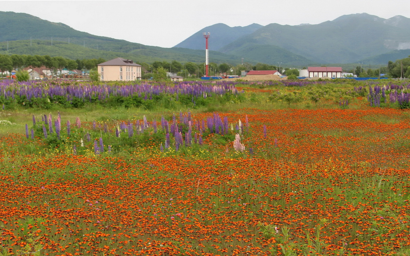 Южно-Сахалинск, image of landscape/habitat.