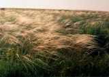 Хомутовская степь, image of landscape/habitat.