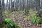 Озеро Белое, image of landscape/habitat.