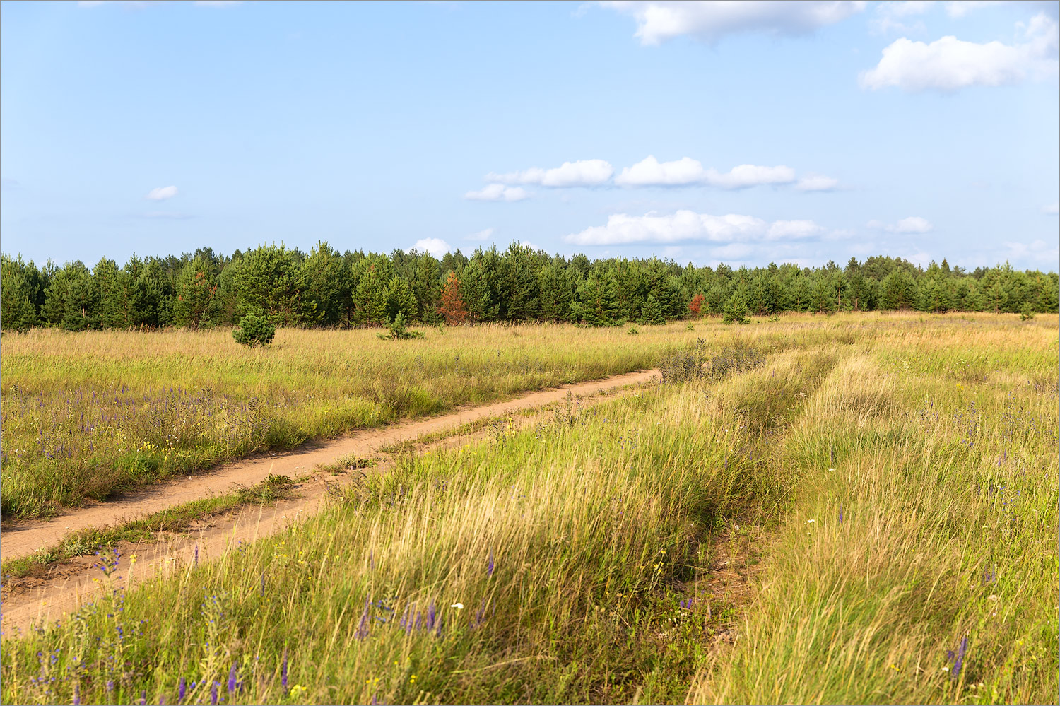 Идрица, image of landscape/habitat.