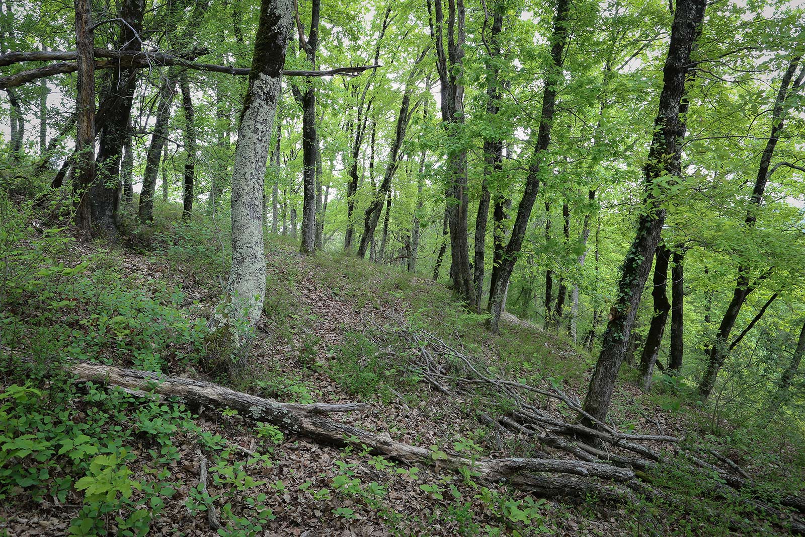 Лдзаа, image of landscape/habitat.