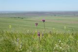 Ногайские горы, image of landscape/habitat.