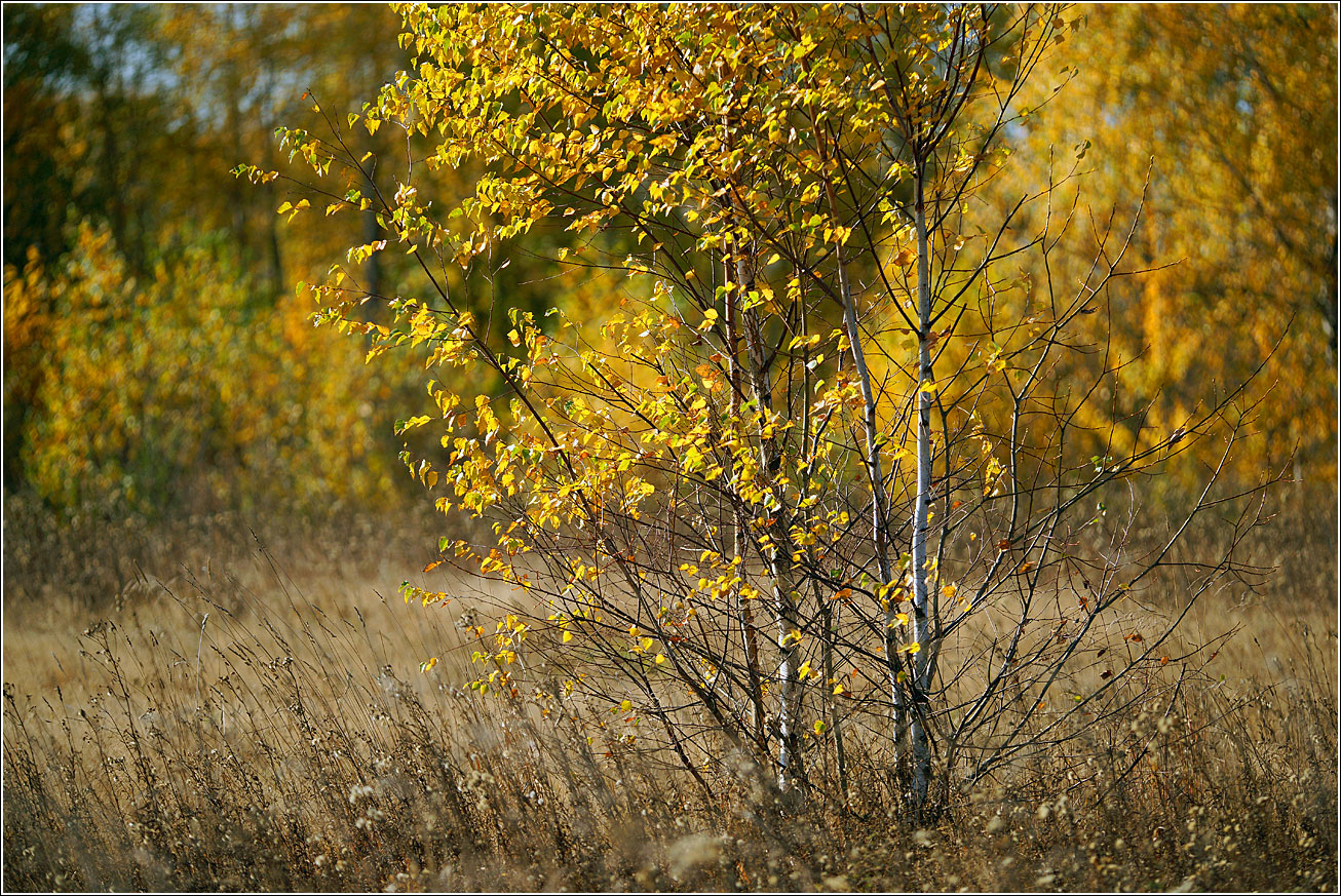 Окрестности Хрипани, image of landscape/habitat.