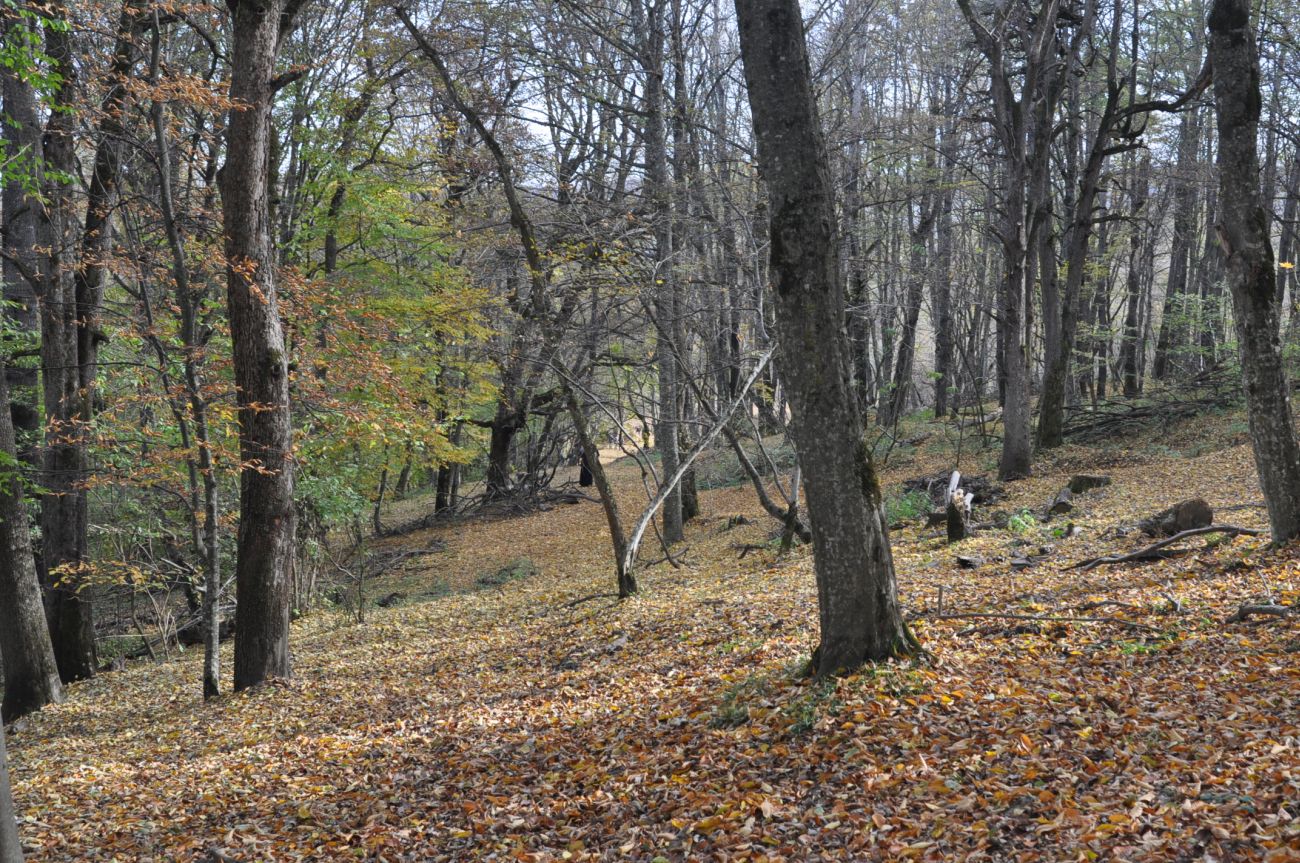 Свято-Михайловский монастырь, image of landscape/habitat.