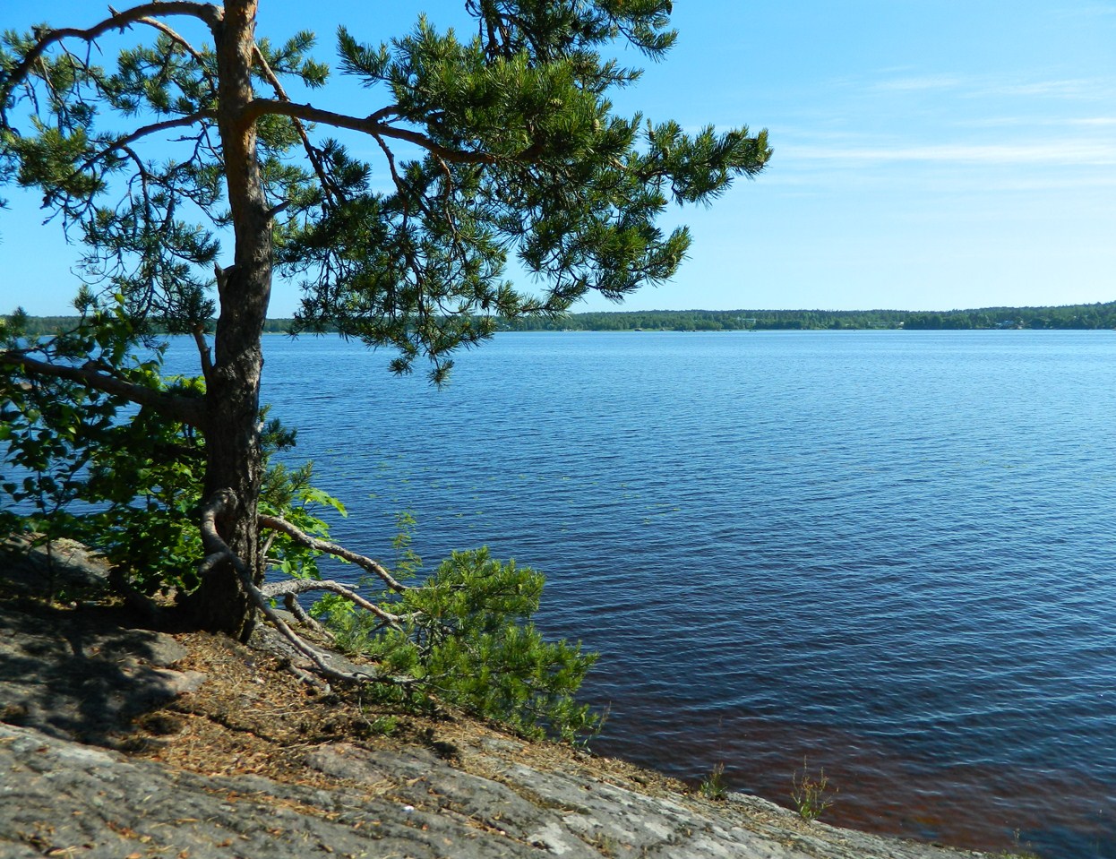 Парк Монрепо, image of landscape/habitat.