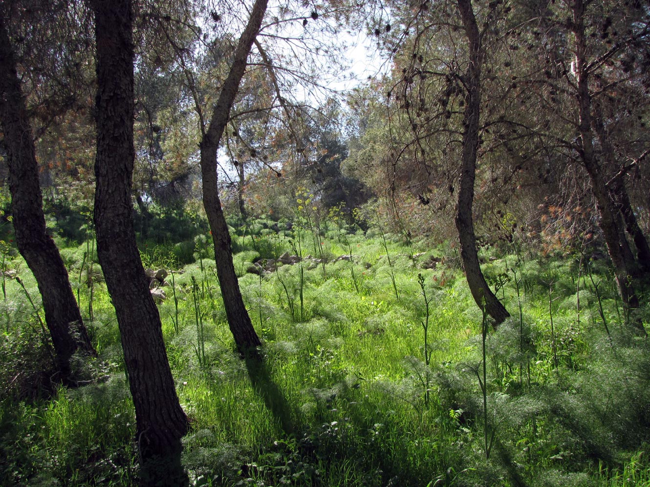 Горы Гильбоа, image of landscape/habitat.