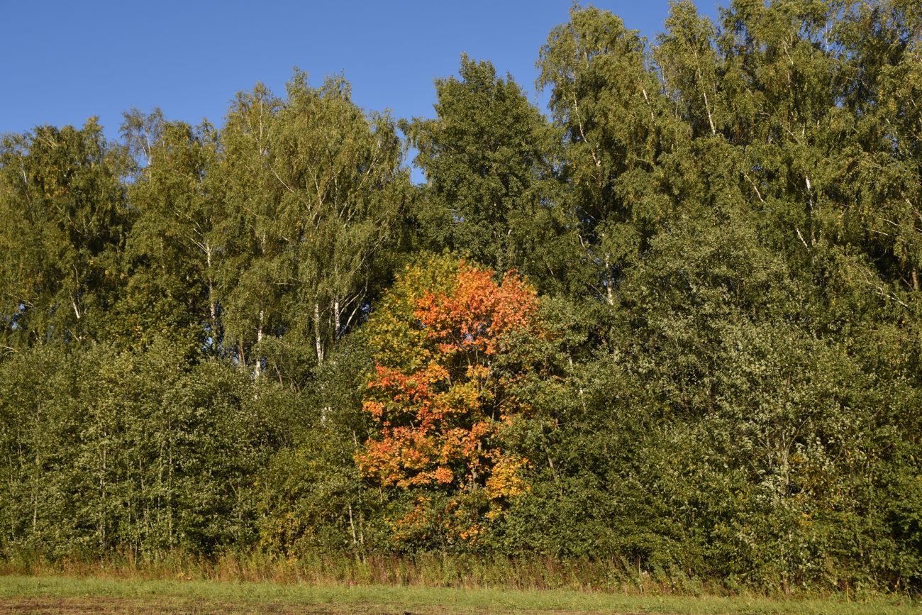 Окрестности деревни Чёлохово, image of landscape/habitat.