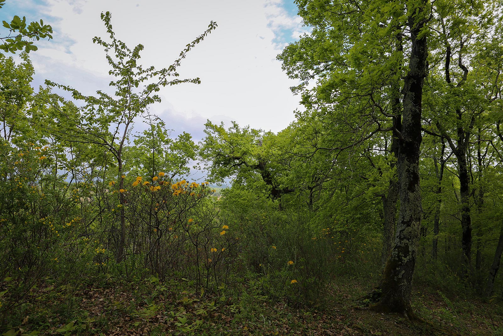 Лдзаа, image of landscape/habitat.