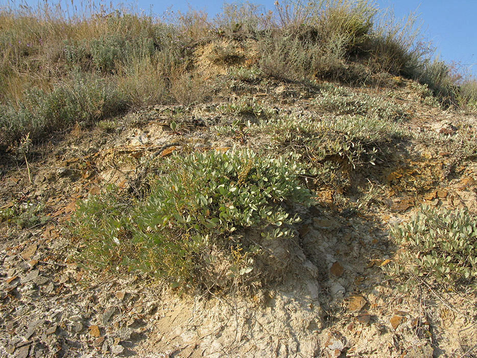 Витязевский лиман, image of landscape/habitat.