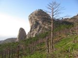 Ай-Петринская яйла, image of landscape/habitat.