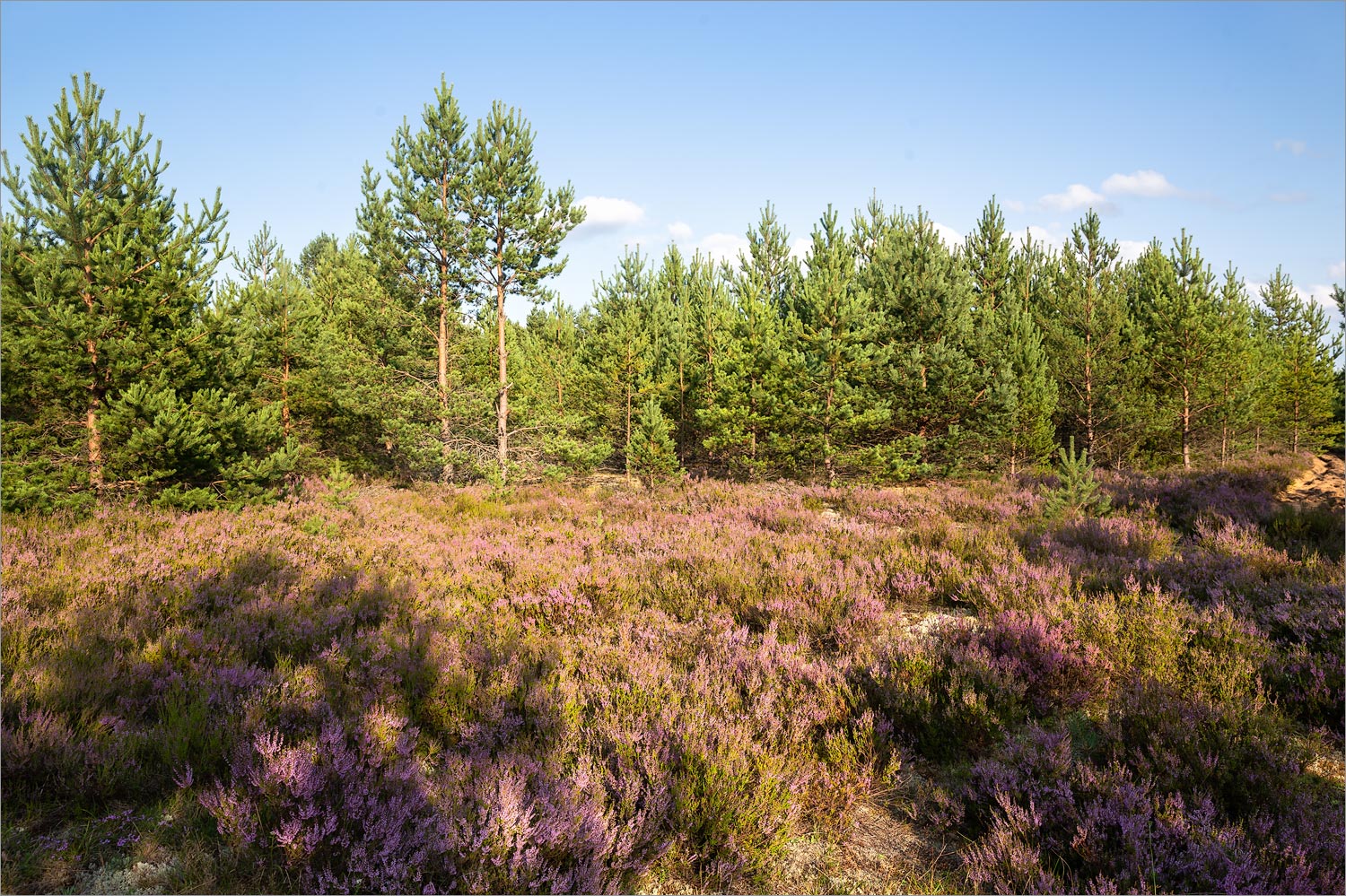 Идрица, image of landscape/habitat.