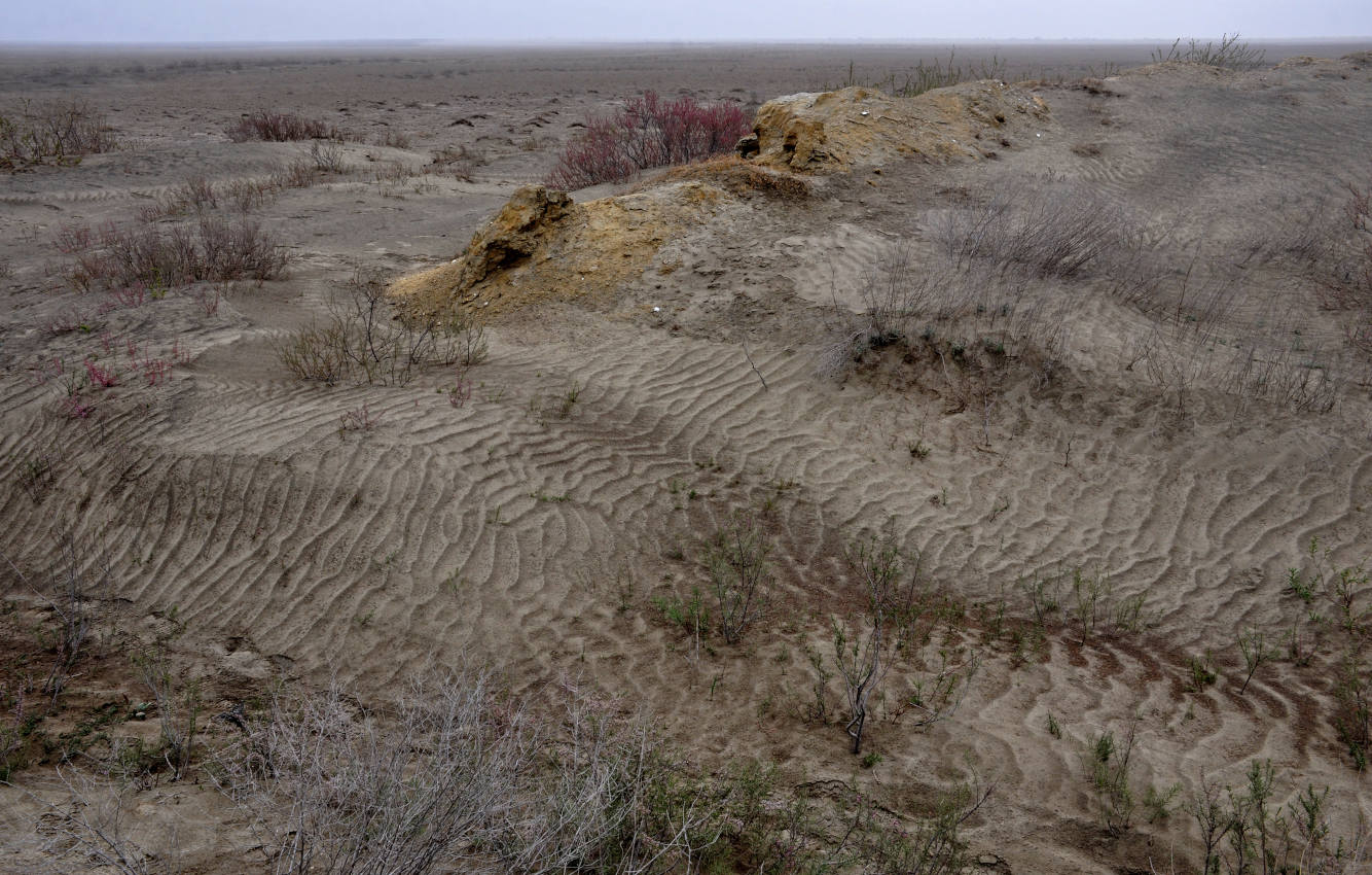 Низовья реки Кума, image of landscape/habitat.
