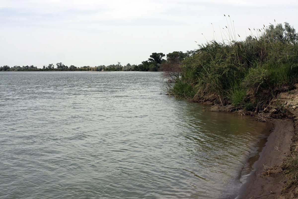 Правобережье Сыр-Дарьи, image of landscape/habitat.