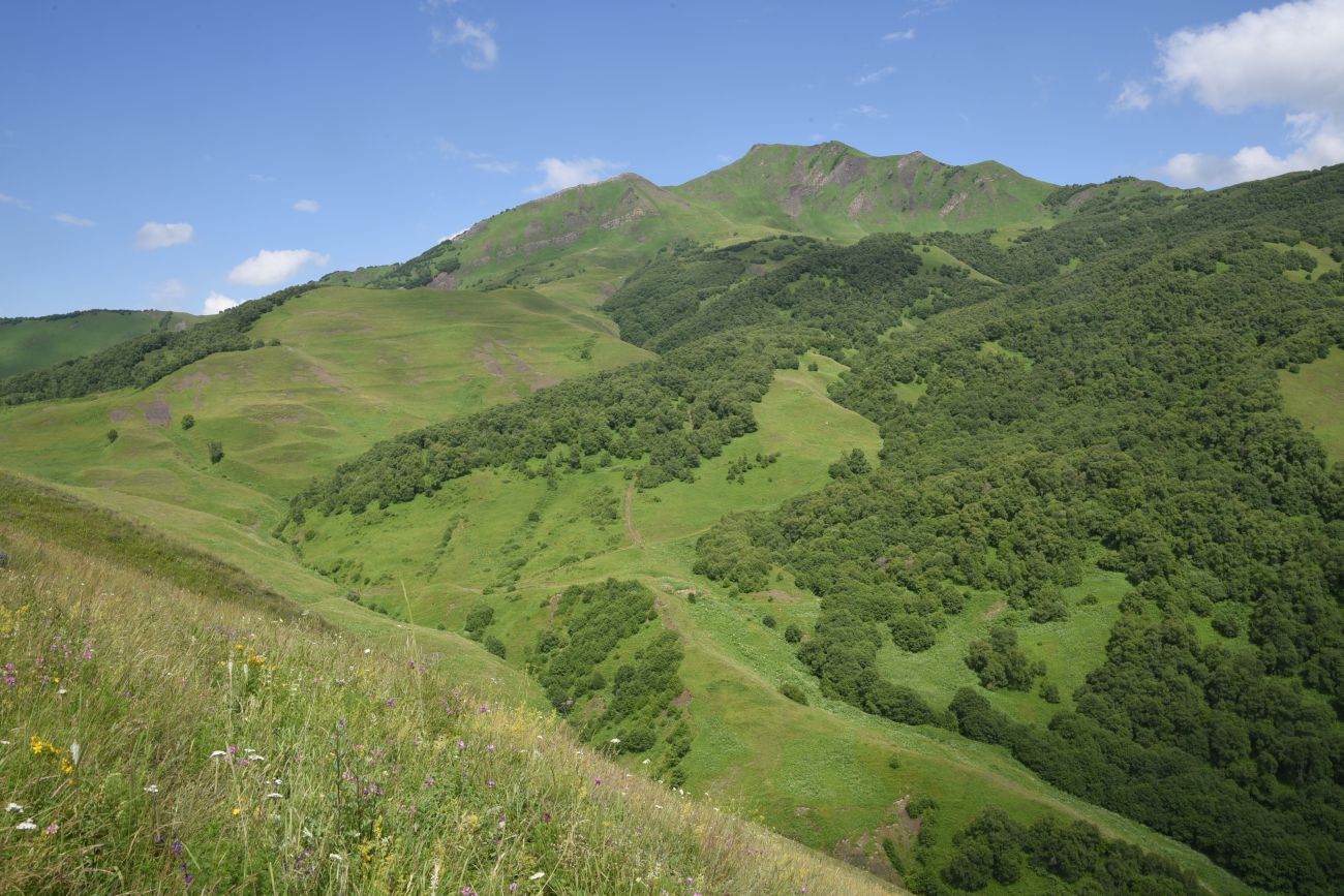 Сигнальная гора, image of landscape/habitat.