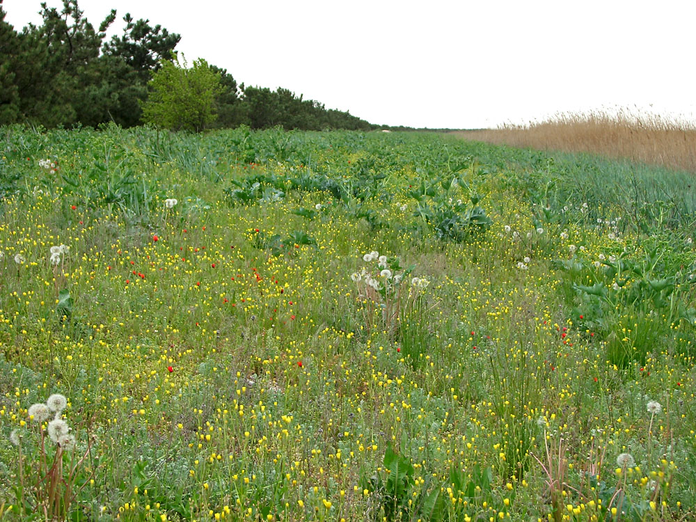 Кривая коса, image of landscape/habitat.