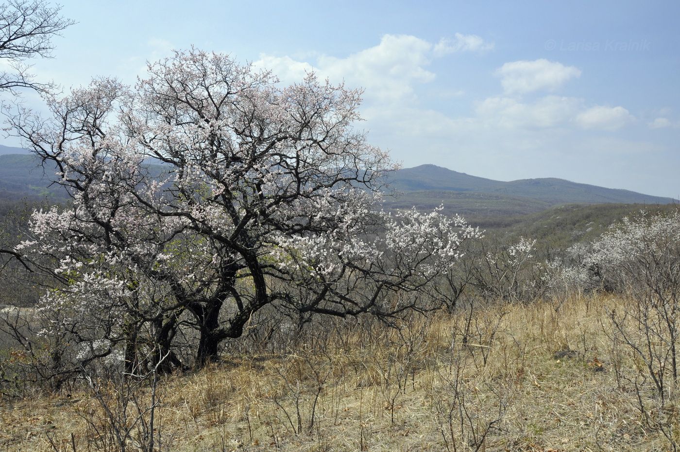 Монакино, image of landscape/habitat.