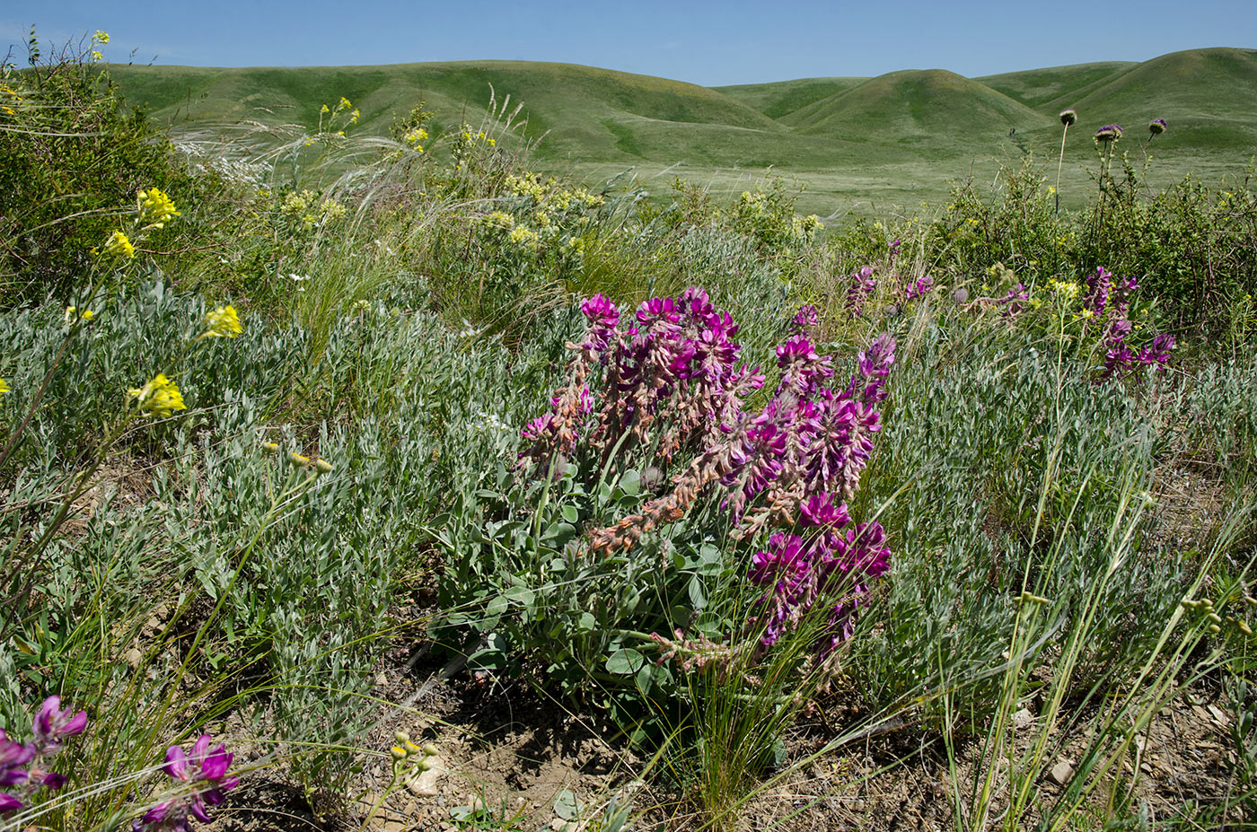 Гора Нос, image of landscape/habitat.