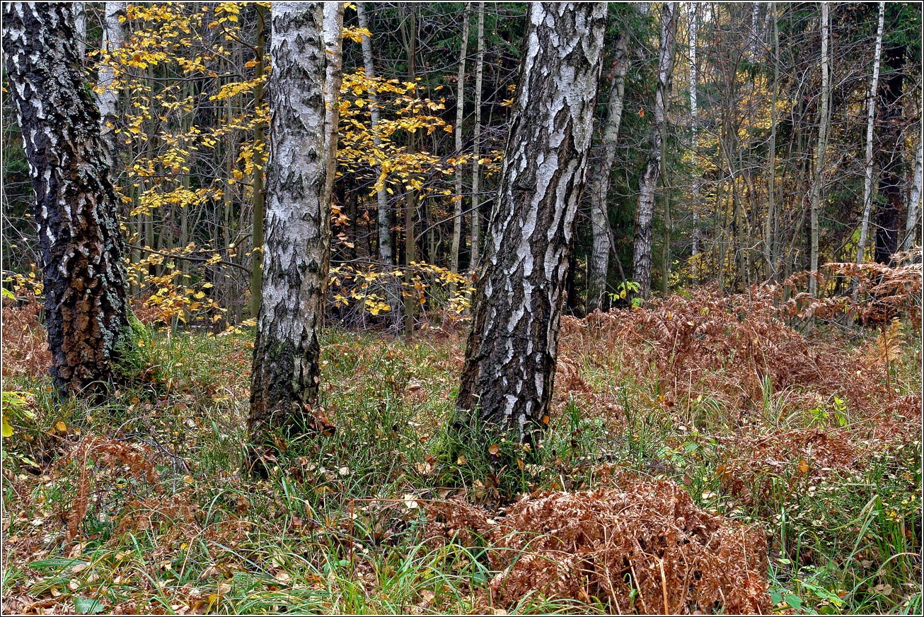 Окрестности Хрипани, image of landscape/habitat.