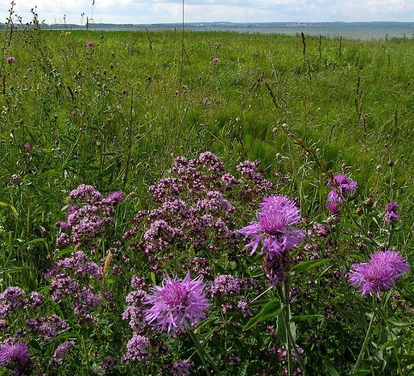 Плещеево озеро у Синего Камня, image of landscape/habitat.