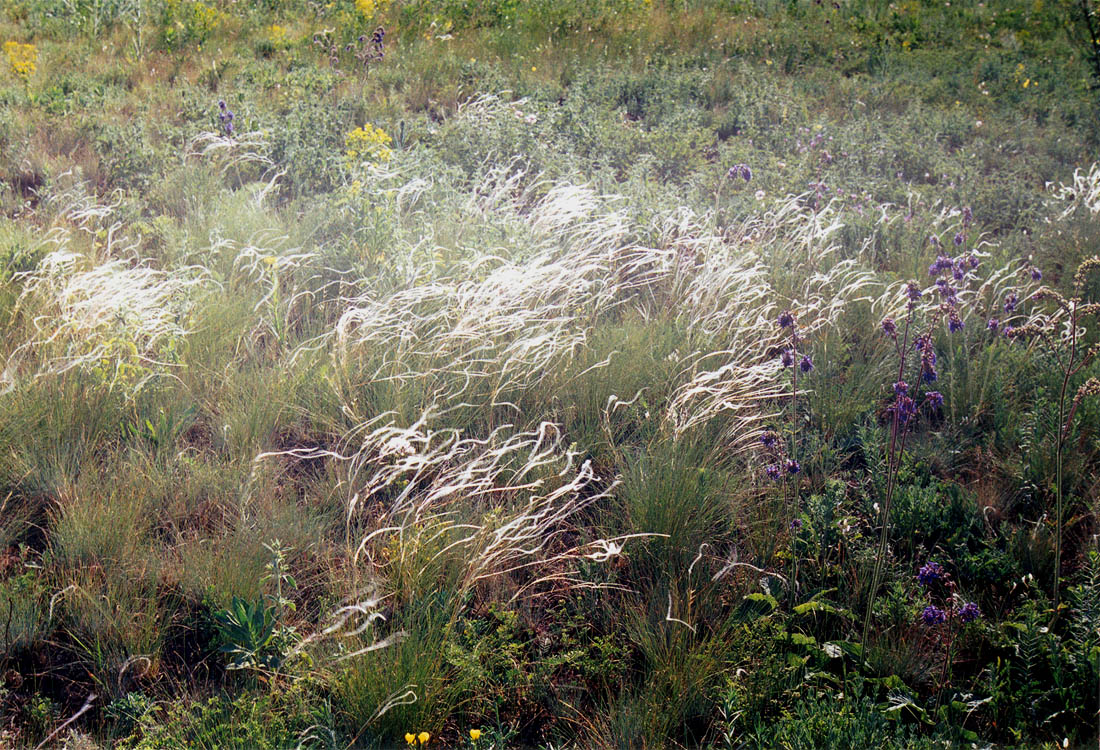 Надбердянская степь, изображение ландшафта.
