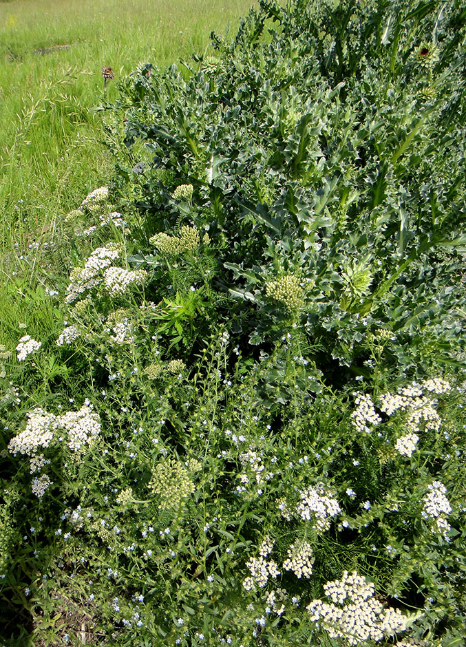 Позднякова, image of landscape/habitat.