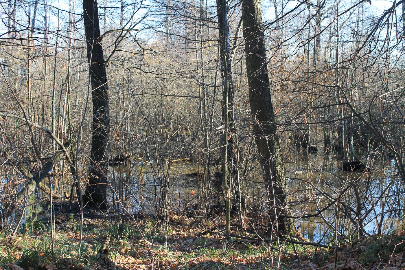 Озеро Белое, image of landscape/habitat.