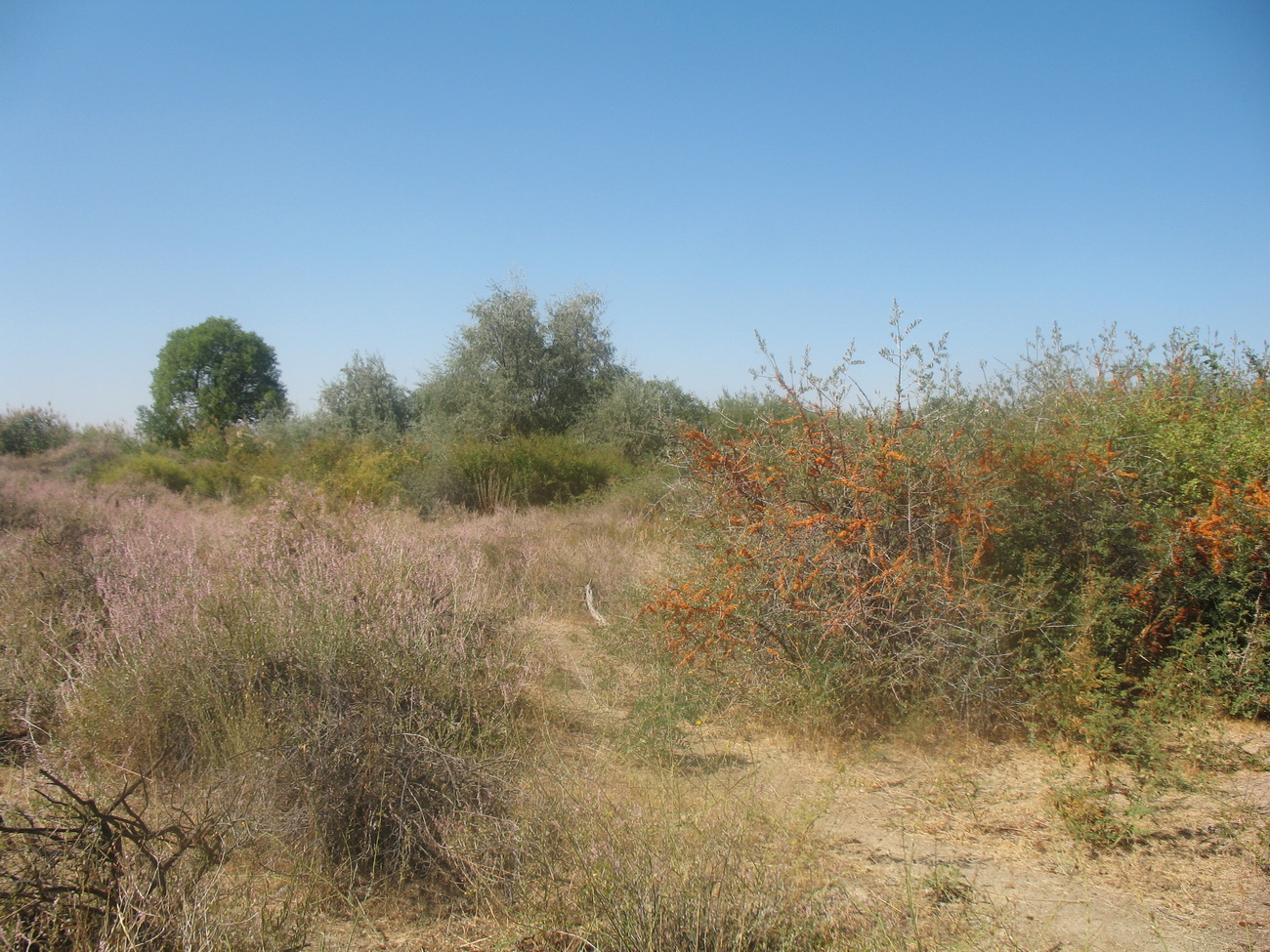 Асса, image of landscape/habitat.