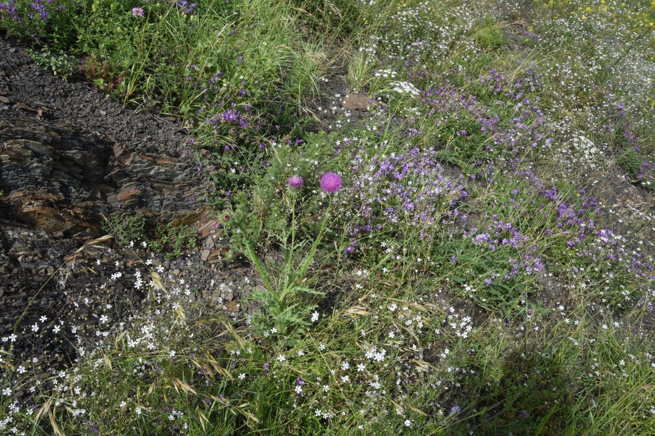 Хиндушты, image of landscape/habitat.