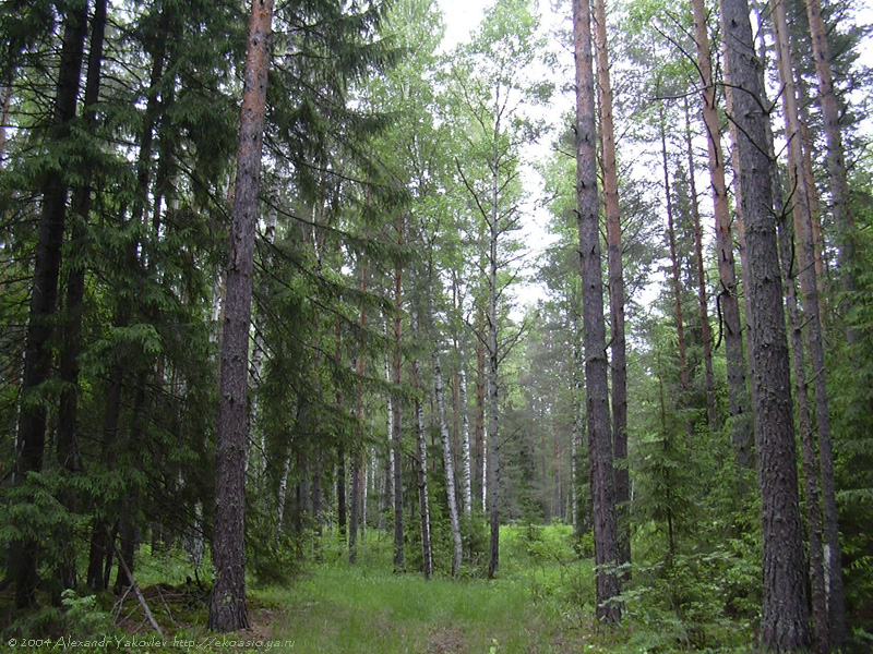 Чаваш Вармане, image of landscape/habitat.