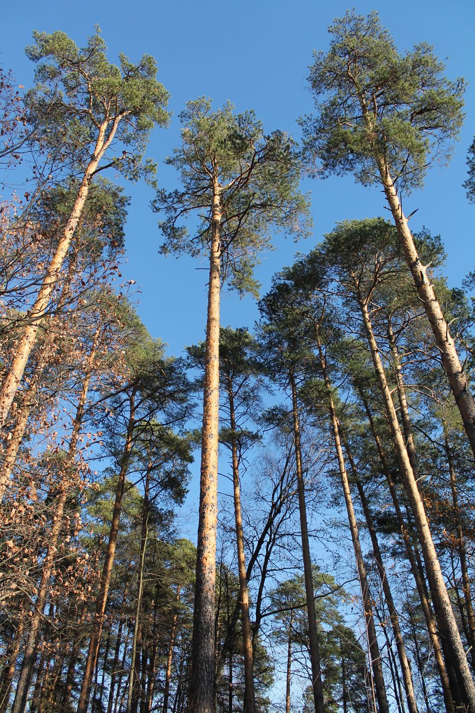 Озеро Белое, image of landscape/habitat.