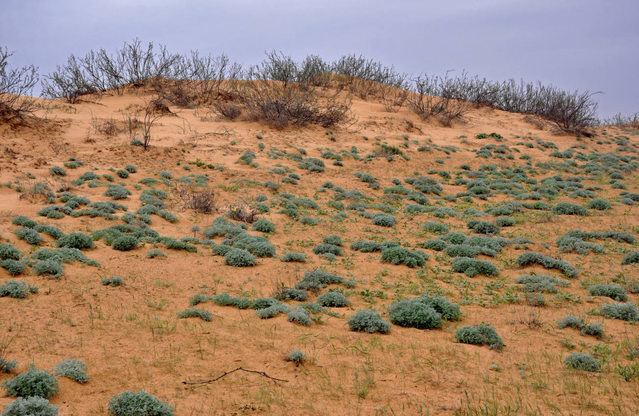 Окрестности посёлка Улан-Хол, image of landscape/habitat.