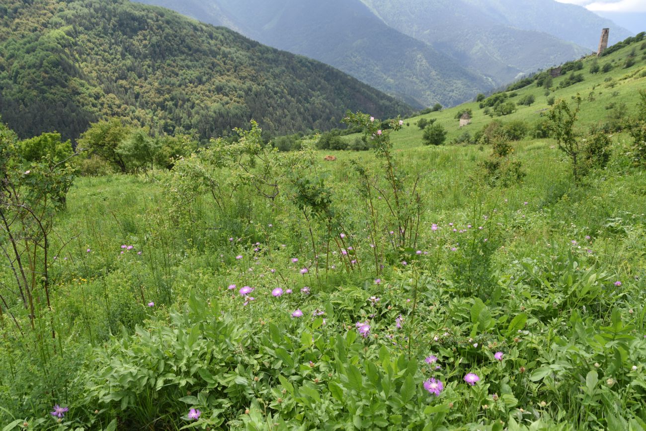 Окрестности урочища Цхаралте, image of landscape/habitat.