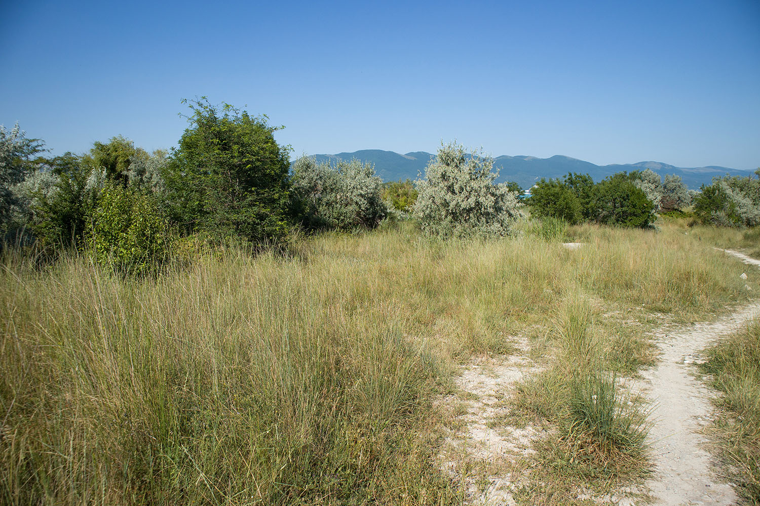 Дендропарк НПИ Куб ГТУ, image of landscape/habitat.