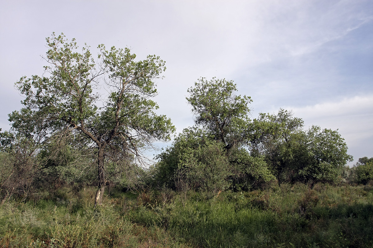 Правобережье Сыр-Дарьи, image of landscape/habitat.