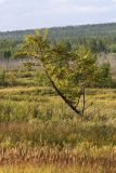 Окрестности Северного, image of landscape/habitat.