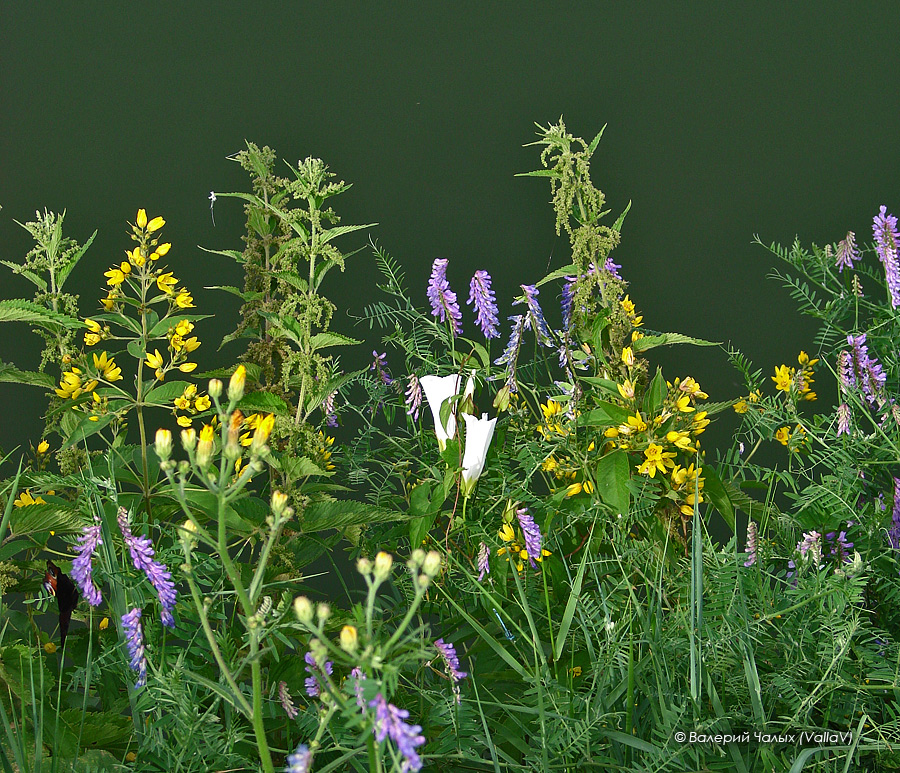 Урочище Кривоборье, image of landscape/habitat.