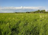 Позднякова, image of landscape/habitat.