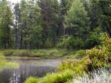 Байкал, мыс Тонкий, image of landscape/habitat.