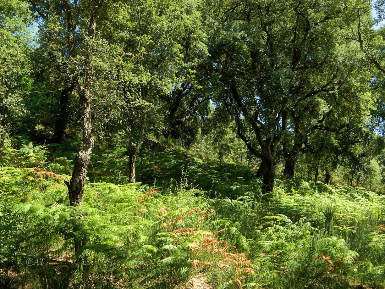 Брага (Braga), image of landscape/habitat.