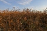 Image of landscape